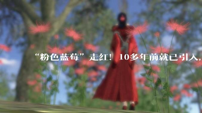 “粉色蓝莓”走红！10多年前就已引入，现货极少_品种_水果_孙海悦
